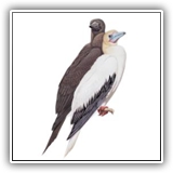 Red-footed Booby
(Juvenile & Male Adult)
Kupwur (Pohnpei)
Apeng (Chuuk)
Grelfoy (Yap outer island)