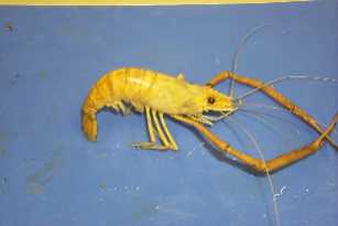 Macrobrachium shrimp