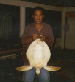 This is my Chuukese father Max and a small turtle.