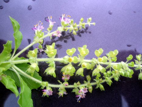 Ocimum tenuiflorum, formerly Ocimum sanctum