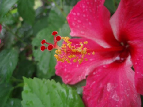 Hibiscus rosa-sinensis