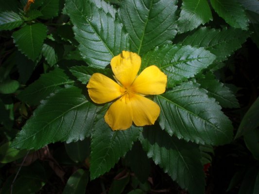 Turnera ulmifolia