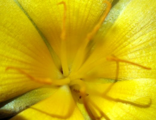 Turnera ulmifolia