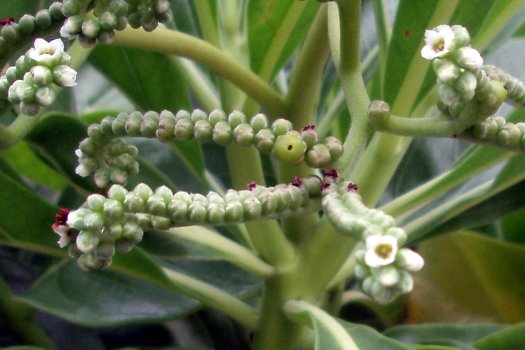 Tournefortia argentea