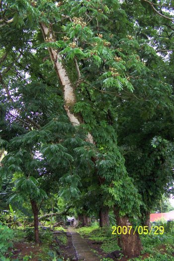 20070529417tree (91K)