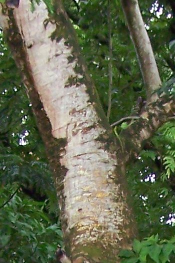 20070529417trunk (68K)