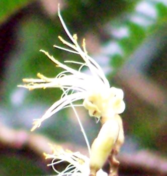 20070529418flower (37K)