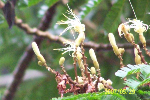 20070529424inflorescences
