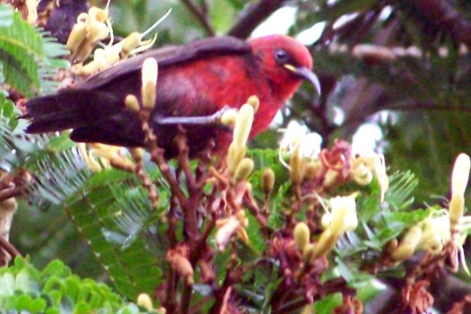 20070529426bird (63K)