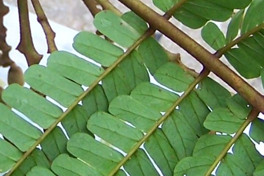 20070529444underleaf (58K)