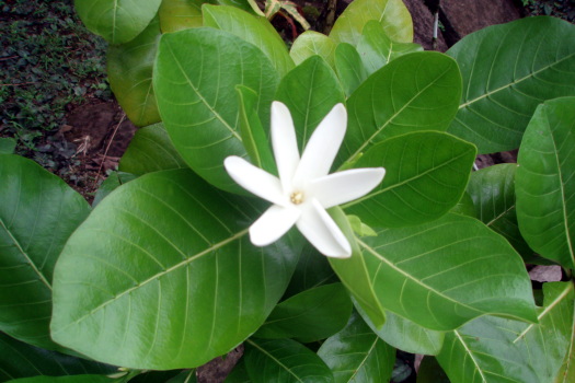 Flower with leaves