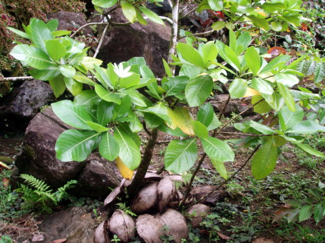 Vegetative habit