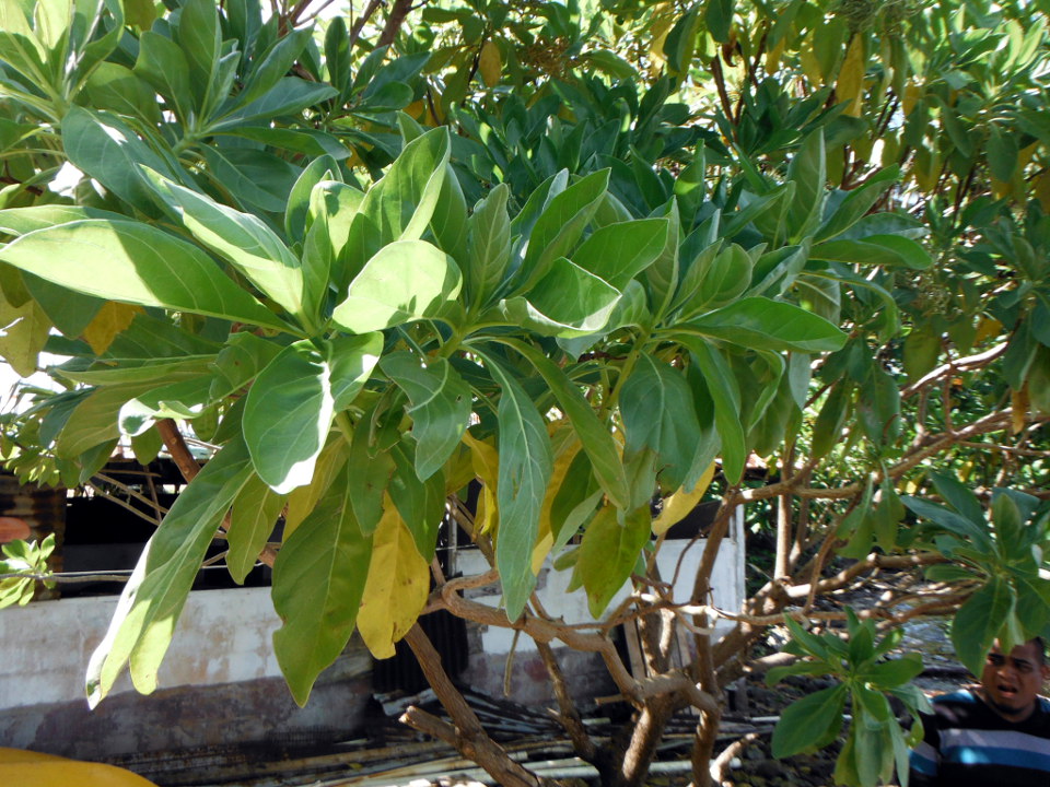 Heliotropium foertherianum, Tournefortia argentea