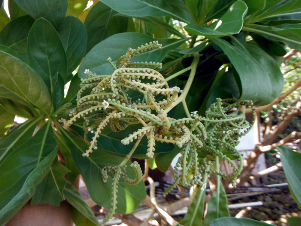 Heliotropium foertherianum, Tournefortia argentea