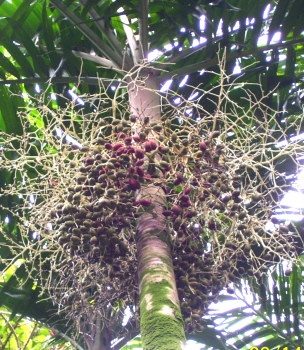 Ponapea ledermanniana