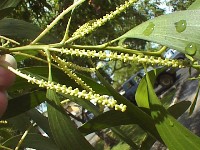 Floral buds