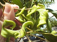 Helical unripe seed pod.