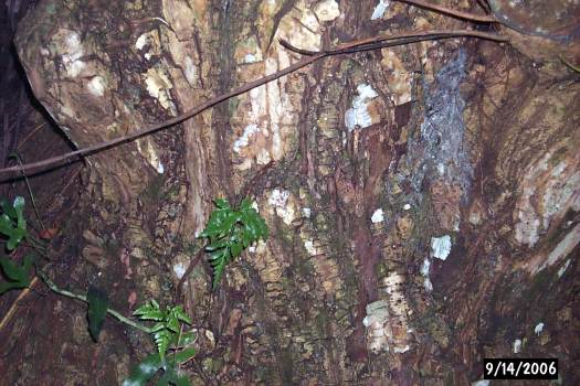 Calophyllum inophyllum