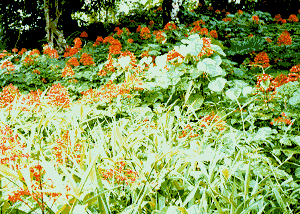 Clerodendrum paniculatum