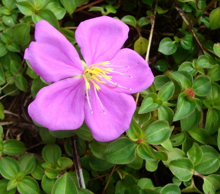 Dissotis rotundifolia, image courtesy of Konrad Englberger, Plant Protection Micronesia