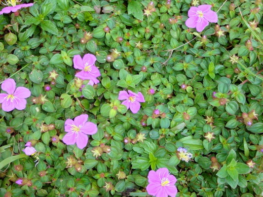 Dissotis rotundifolia