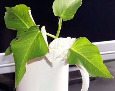 ipomoea_white_side (21K)