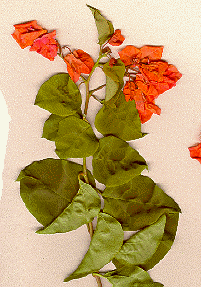 Bougainvillea spectabilis