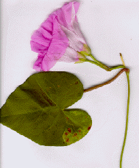 Ipomoea littoralis