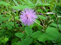 Mimosa pudica