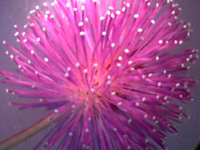 mimosa_pudica150.jpg (19510 bytes)