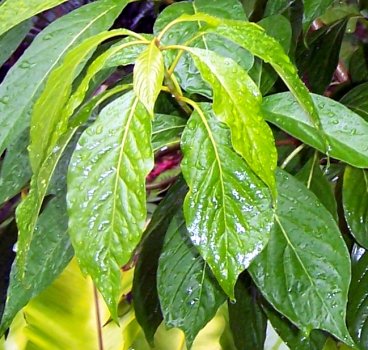 pittosporum ferrugineum leaves