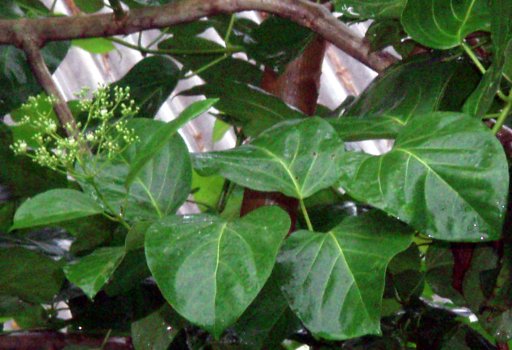 topwuk, Premna obtusifolia