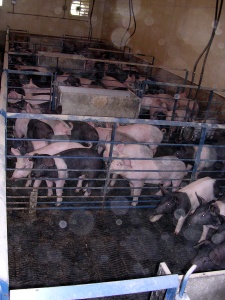 062324pigs (42K)