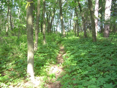 trail inside forest along River road