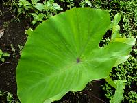 Colocasia esculenta