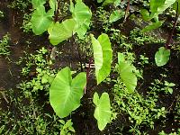 Colocasia esculenta