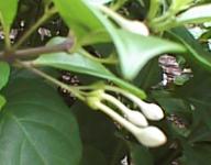 clerodendrum inerme