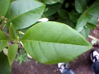 clerodendrum inerme