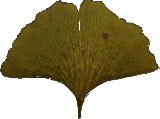 gingko30.JPG (8119 bytes)