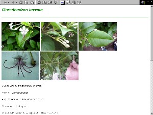 Virtual herbarium page for Clerodendrum inerme by Brigeen Perman.
