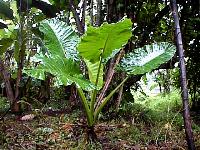 Alocasia macrorrhizos