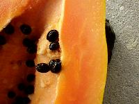 Carica papaya