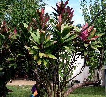 Cordyline fruticosa