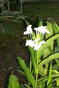 Hedychium coronarium