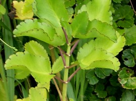 Kalanchoe