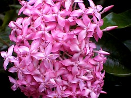 Ixora casei pink Cultivar at Pahnasang Heights