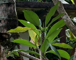 Plumeria obtusa