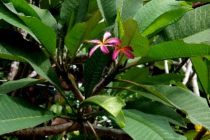 Plumeria rubra