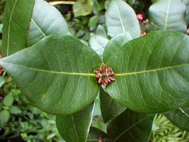 suprina_ixora_coccinea_red05.jpg (20904 bytes)