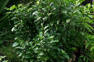 Gardenia jasminoides (Gardenia augusta)